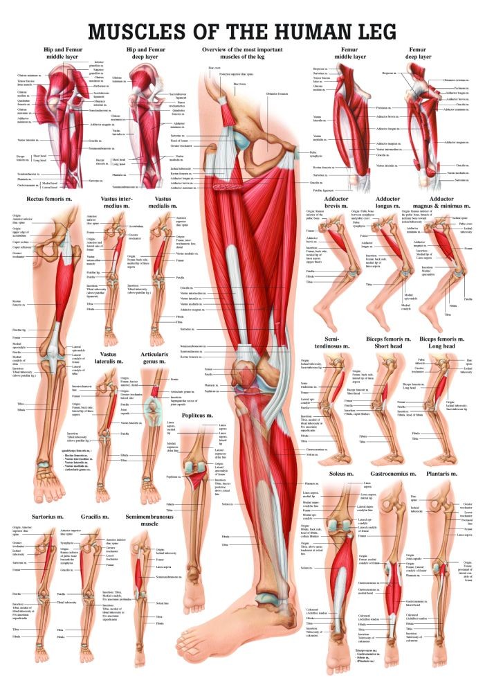 Anatomy of the leg muscles. Shakes properly. - Buy cheap ...
